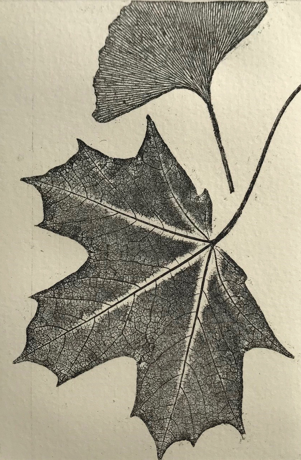 web Sycamore leaf by Anthea Bond Sycamore leaf