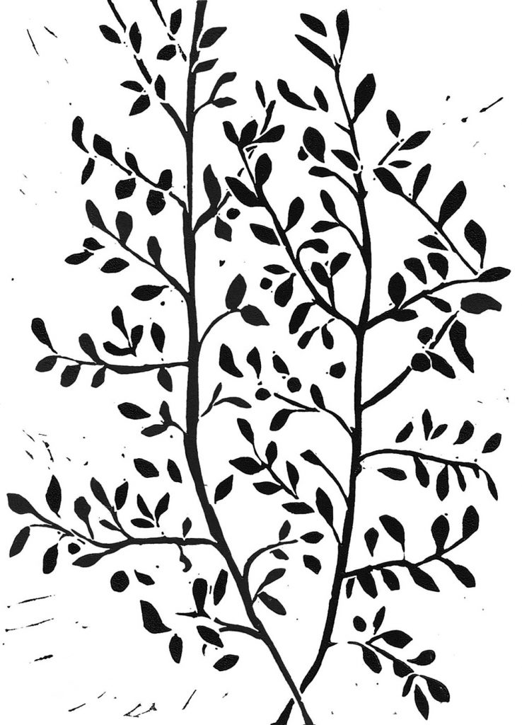 Anna Vartiainen - Cotoneaster web