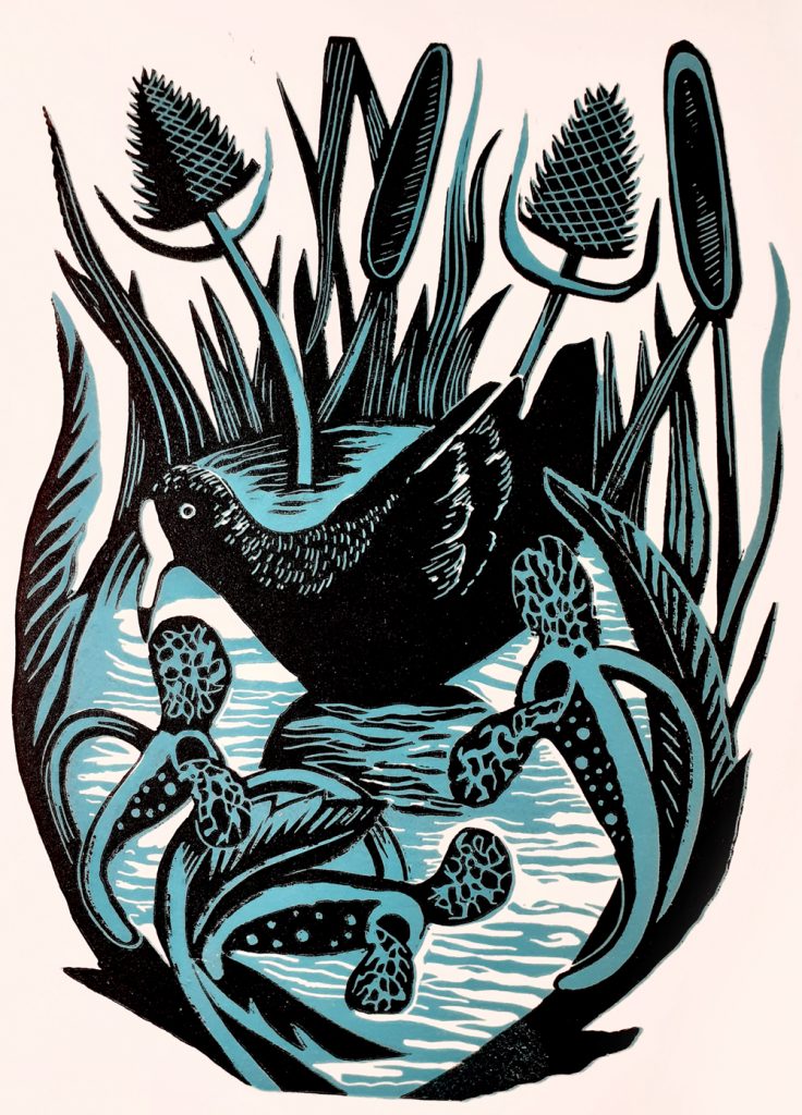 web Kerrie Suteu - Common Moorhen