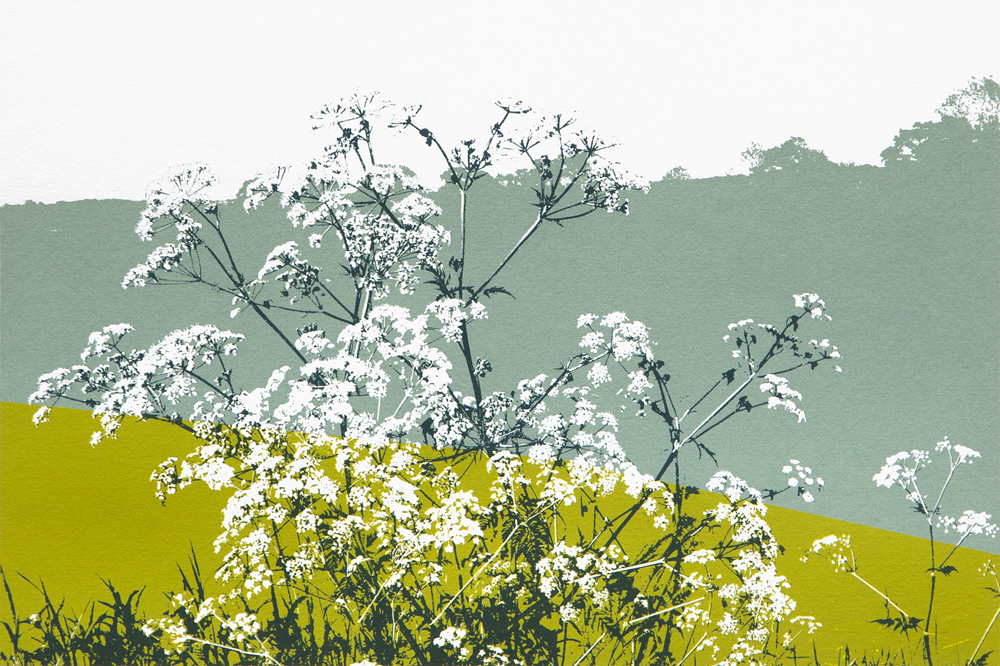 web Rachael Ashley - Cow Parsley web Rachael Ashley - Cow Parsley