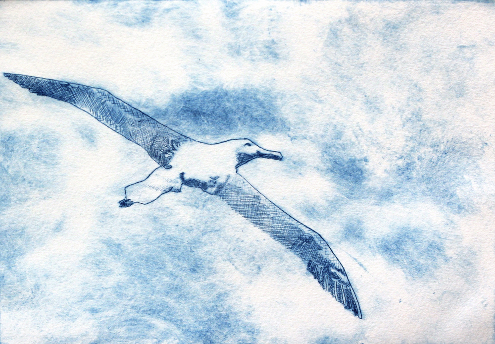 Albatross by Andrew Gale