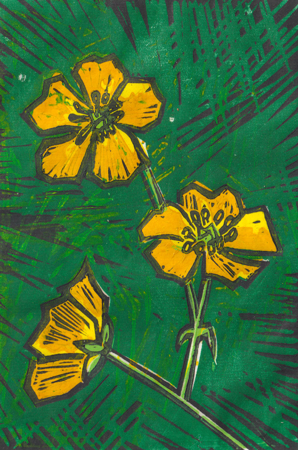 web Buttercups by Jane Taylor web Buttercups by Jane Taylor