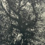 Caitlin Laing - A hand on the common