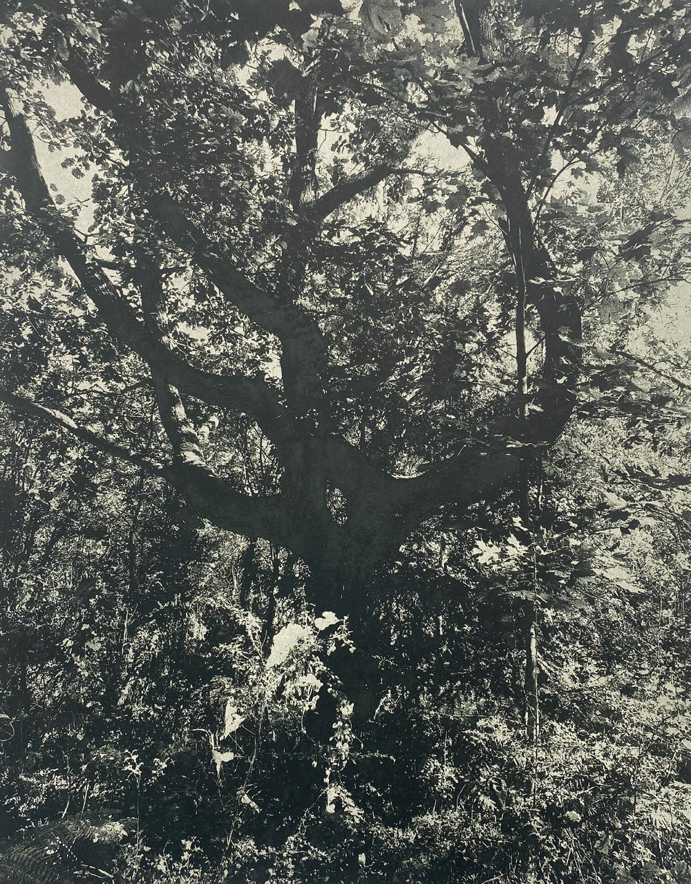 Caitlin Laing - A hand on the common