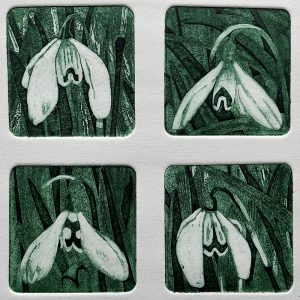 Snowdrops