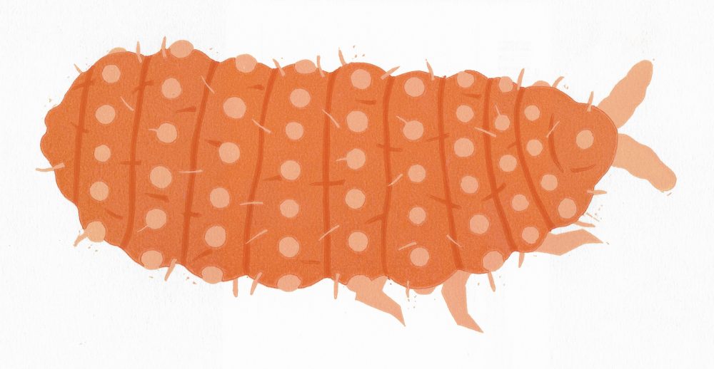 K F Read - Springtail 