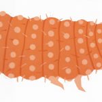 K F Read - Springtail 