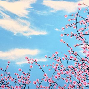 Rock Star Tree no1: Cherry Blossoms
