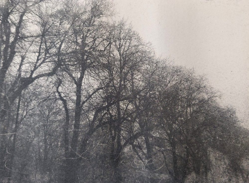 Pandora Johnson - Dancing through the trees web