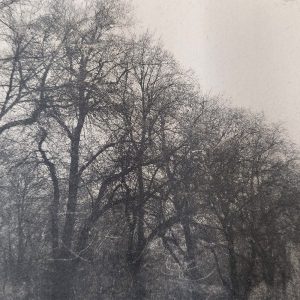 Dancing through the trees