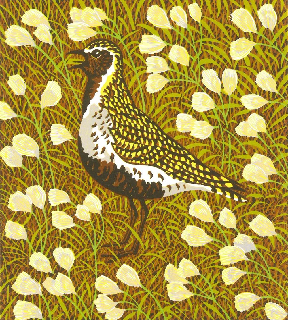 Stuart Brocklehurst - Golden Plover 