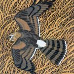 Stuart Brocklehurst - Hen Harrier 
