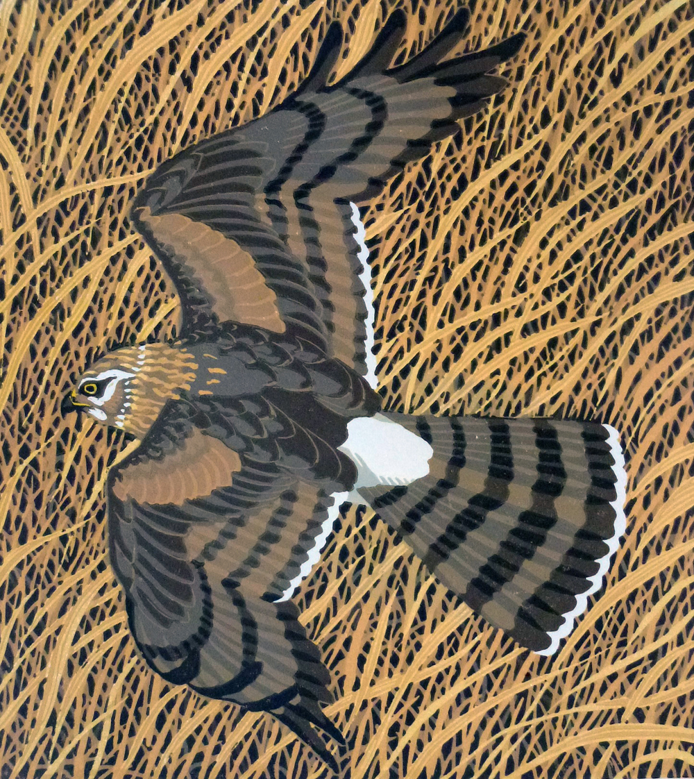 Stuart Brocklehurst - Hen Harrier 